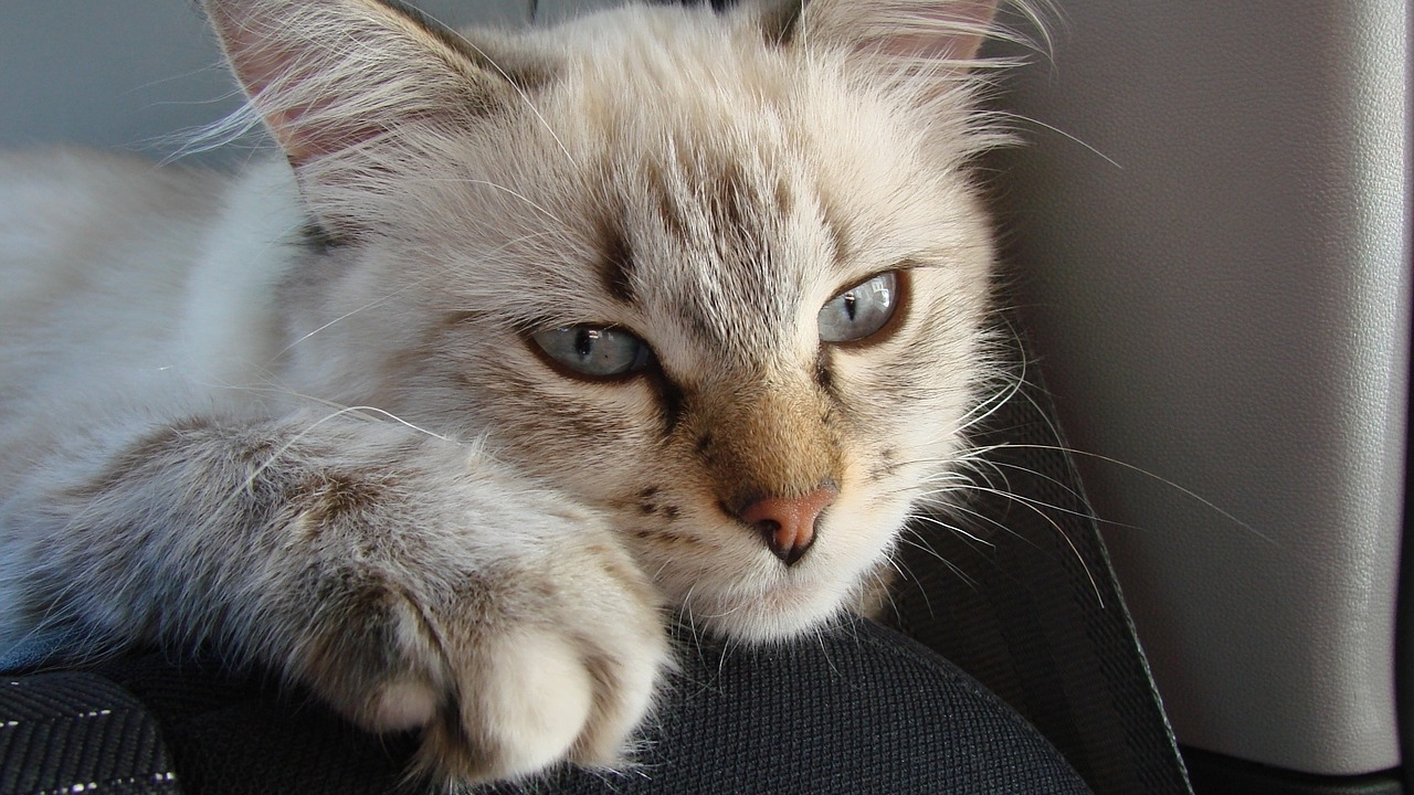 Фелинолог Иванова опровергла, что кошки ходят «мимо лотка» из мести хозяевам