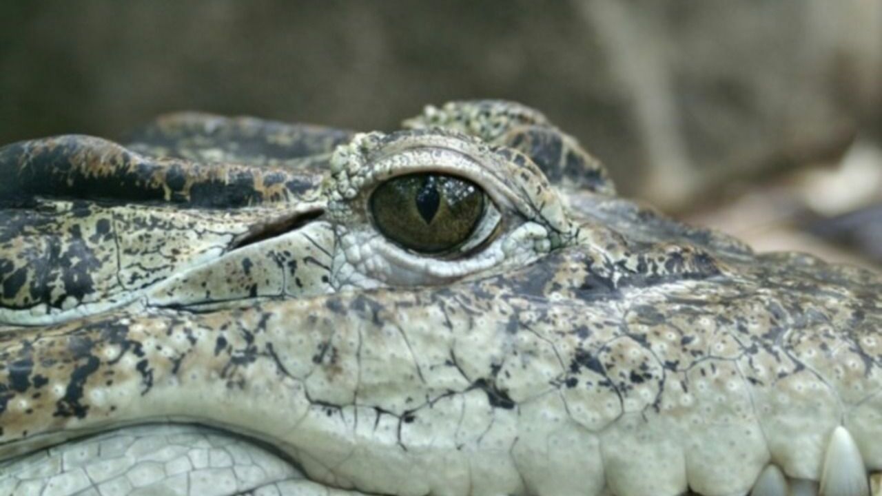 Крокодилы оказались способны к «непорочному зачатию»