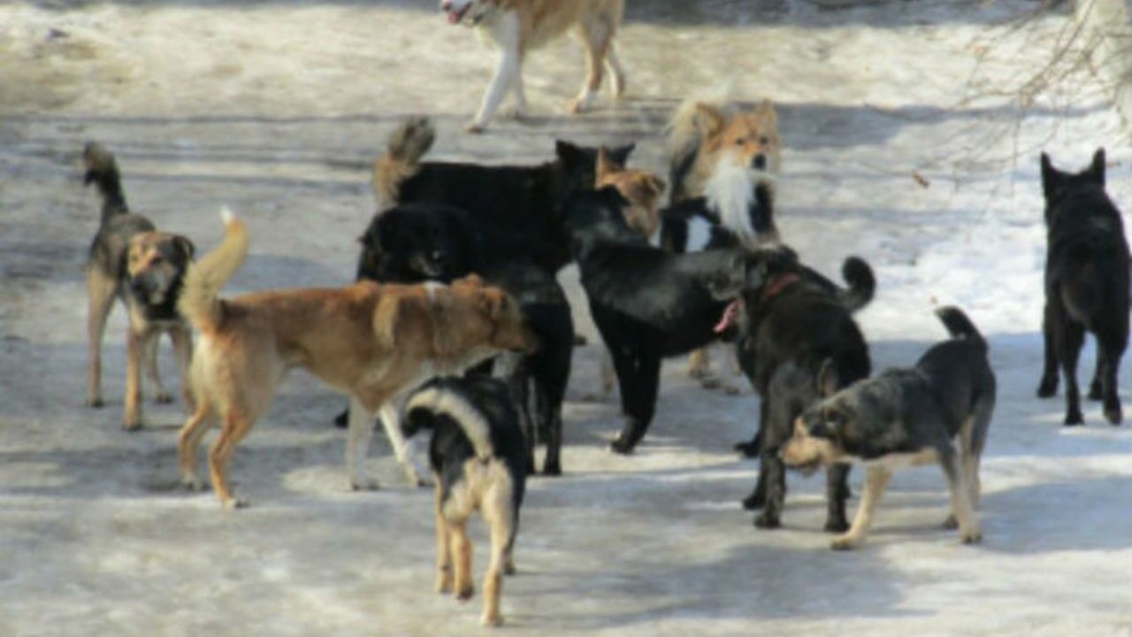 В Астрахани обнаружили тело мужчины со следами от укусов бродячих собак